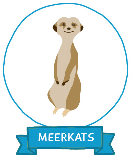 Meerkats